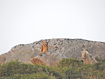 Búho campestre: los ojos de la noche