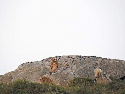 Búho campestre: los ojos de la noche