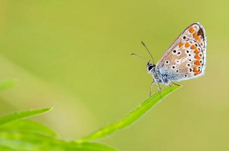 Boris Godfroid: la vida en el musgo Boris Godfroid: la vida en el musgo
