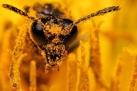 Boris Godfroid: la vida en el musgo Boris Godfroid: la vida en el musgo