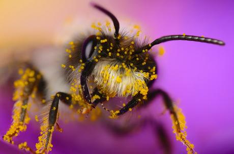 Boris Godfroid: la vida en el musgo Boris Godfroid: la vida en el musgo