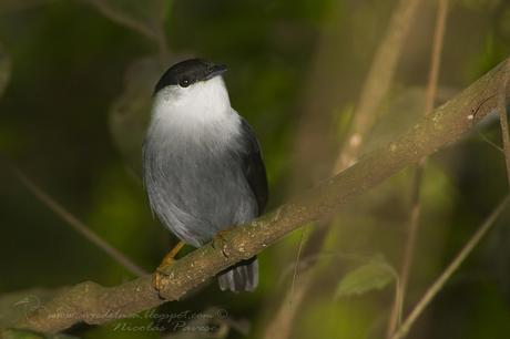 Bailarín blanco (White-bearded Manakin) Manacus manacus Bailarín blanco (White-bearded Manakin) Manacus manacus