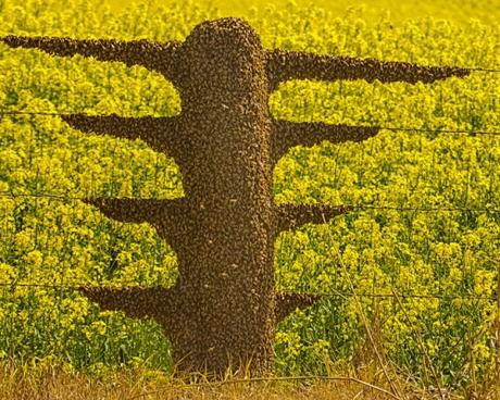 ENJAMBRE EN CULTIVO DE COLZA CANOLA - SWARM IN RAPE CANOLA CROP. ENJAMBRE EN CULTIVO DE COLZA CANOLA - SWARM IN RAPE CANOLA CROP.