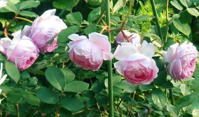 Mi hija y mis rosas Mi hija y mis rosas