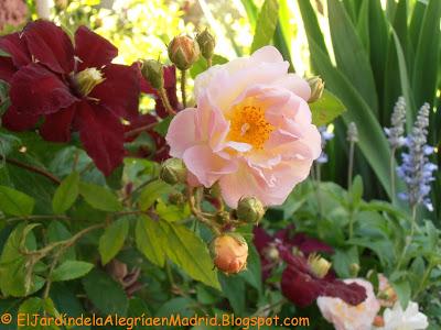 Mi hija y mis rosas Mi hija y mis rosas