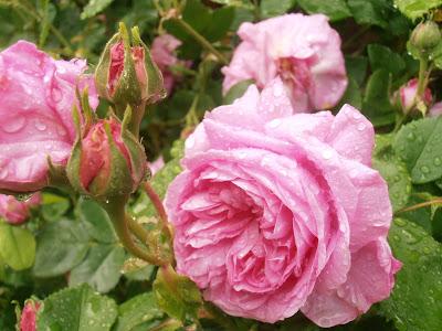 Mi hija y mis rosas Mi hija y mis rosas