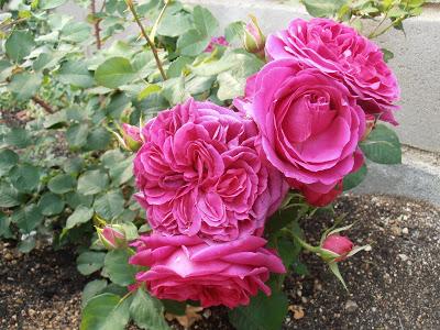 Mi hija y mis rosas Mi hija y mis rosas