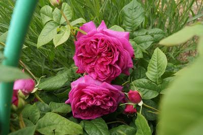 Mi hija y mis rosas Mi hija y mis rosas