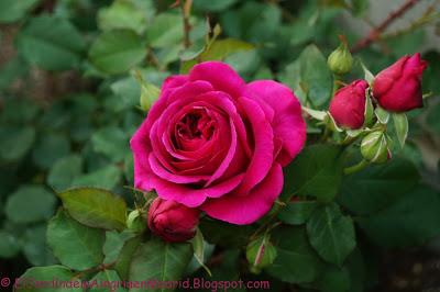 Mi hija y mis rosas Mi hija y mis rosas
