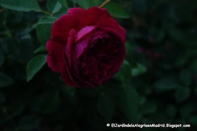 Mi hija y mis rosas Mi hija y mis rosas