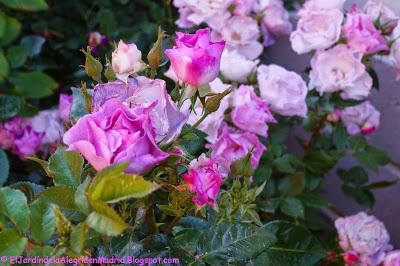 Mi hija y mis rosas Mi hija y mis rosas