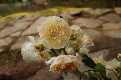Mi hija y mis rosas Mi hija y mis rosas
