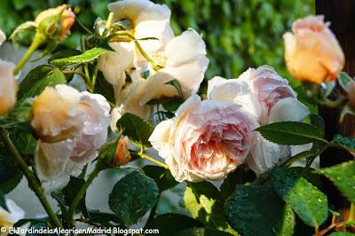 Mi hija y mis rosas Mi hija y mis rosas