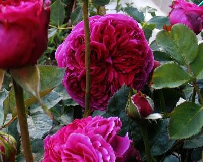 Mi hija y mis rosas Mi hija y mis rosas