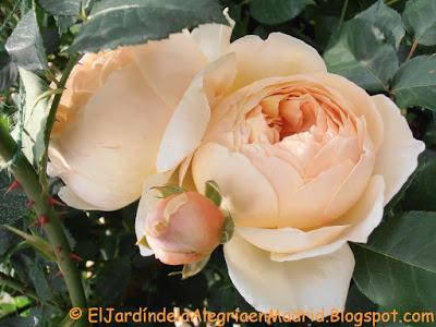 Mi hija y mis rosas Mi hija y mis rosas