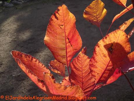 Cotinus dummeri 'Grace' un híbrido especialmente bonito (Árbol de las pelucas o árbol del humo) Cotinus dummeri 'Grace' un híbrido especialmente bonito (Árbol de las pelucas o árbol del humo)
