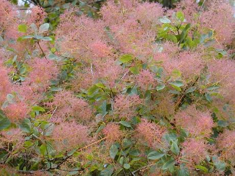 Cotinus dummeri 'Grace' un híbrido especialmente bonito (Árbol de las pelucas o árbol del humo) Cotinus dummeri 'Grace' un híbrido especialmente bonito (Árbol de las pelucas o árbol del humo)
