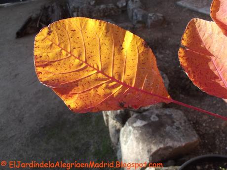 Cotinus dummeri 'Grace' un híbrido especialmente bonito (Árbol de las pelucas o árbol del humo) Cotinus dummeri 'Grace' un híbrido especialmente bonito (Árbol de las pelucas o árbol del humo)