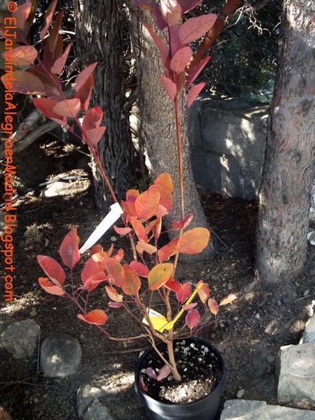 Cotinus dummeri 'Grace' un híbrido especialmente bonito (Árbol de las pelucas o árbol del humo) Cotinus dummeri 'Grace' un híbrido especialmente bonito (Árbol de las pelucas o árbol del humo)