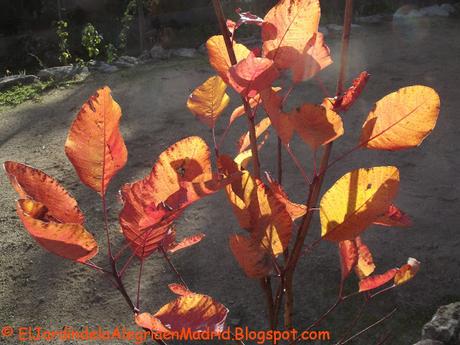 Cotinus dummeri 'Grace' un híbrido especialmente bonito (Árbol de las pelucas o árbol del humo) Cotinus dummeri 'Grace' un híbrido especialmente bonito (Árbol de las pelucas o árbol del humo)