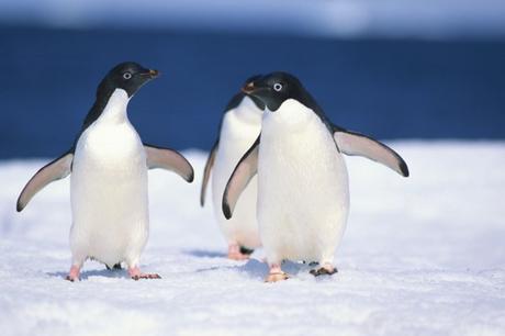 Por fin la Antártida posee la mayor Área Marina Protegida del Planeta