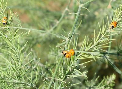 ABUNDANTE PRESENCIA MARIQUITAS POR EL HUERTO EN NOVIEMBRE, CONSECUENCIA DEL CAMBIO CLIMATICO?