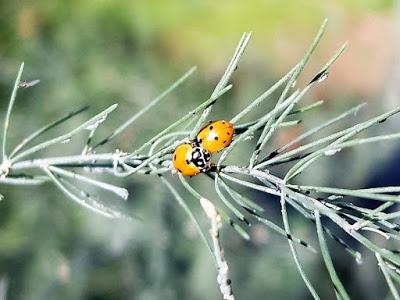 ABUNDANTE PRESENCIA MARIQUITAS POR EL HUERTO EN NOVIEMBRE, CONSECUENCIA DEL CAMBIO CLIMATICO?