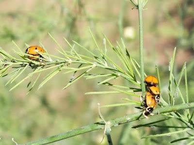 ABUNDANTE PRESENCIA MARIQUITAS POR EL HUERTO EN NOVIEMBRE, CONSECUENCIA DEL CAMBIO CLIMATICO?