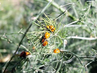 ABUNDANTE PRESENCIA MARIQUITAS POR EL HUERTO EN NOVIEMBRE, CONSECUENCIA DEL CAMBIO CLIMATICO?