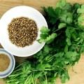 Metales Pesados, ¿Que provocan en nuestro cuerpo? cilantro