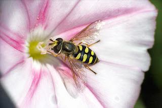 Para ampliar Eupeodes sp (Mosca cernidora) hacer clic