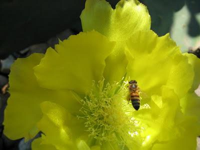 FOTOGRAFIAS DE ABEJAS EN FLORES - PHOTOGRAPHS OF BEES IN FLOWERS.