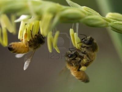 FOTOGRAFIAS DE ABEJAS EN FLORES - PHOTOGRAPHS OF BEES IN FLOWERS.