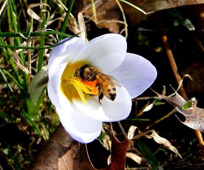 FOTOGRAFIAS DE ABEJAS EN FLORES - PHOTOGRAPHS OF BEES IN FLOWERS.