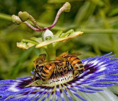FOTOGRAFIAS DE ABEJAS EN FLORES - PHOTOGRAPHS OF BEES IN FLOWERS.