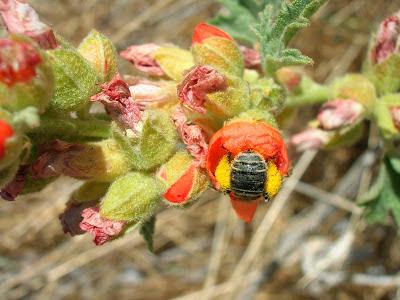 FOTOGRAFIAS DE ABEJAS EN FLORES - PHOTOGRAPHS OF BEES IN FLOWERS.