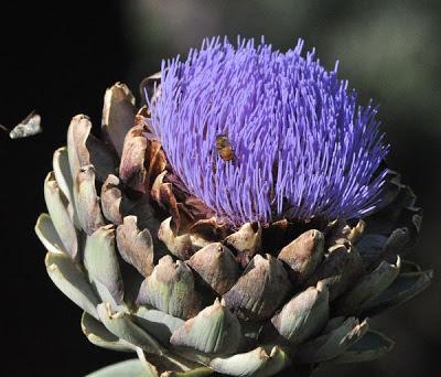 FOTOGRAFIAS DE ABEJAS EN FLORES - PHOTOGRAPHS OF BEES IN FLOWERS.