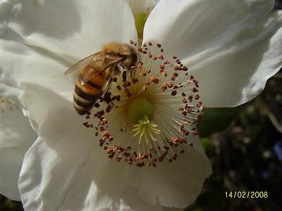 FOTOGRAFIAS DE ABEJAS EN FLORES - PHOTOGRAPHS OF BEES IN FLOWERS.