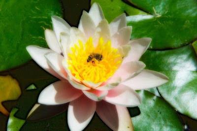 FOTOGRAFIAS DE ABEJAS EN FLORES - PHOTOGRAPHS OF BEES IN FLOWERS.