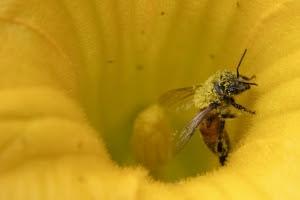 FOTOGRAFIAS DE ABEJAS EN FLORES - PHOTOGRAPHS OF BEES IN FLOWERS.