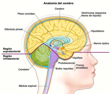 Qué es la glándula pineal y cómo activarla