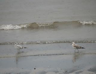 Llegan las gaviotas canas