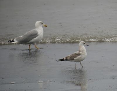 Llegan las gaviotas canas