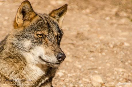 LOBO PARK DE ANTEQUERA