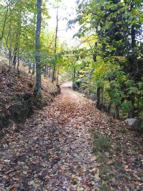 El Castañar de Casillas | Ruta senderista