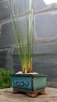 Equisetum Hyemale