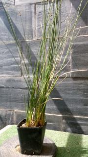 Equisetum Hyemale