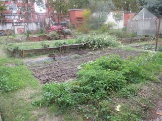 PREPARANDO LA SIEMBRA DE OTOÑO