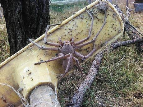 Fotos de araña gigante en Australia se vuelven viral