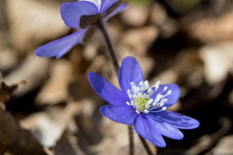 5 beneficios de las flores de Bach para la salud